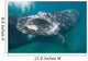 Southern Right Whale Calf Wall Decal Design 4