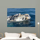 Close-up Head White Calf Wall Decal