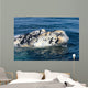 Close-up Head White Calf Wall Decal