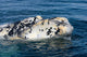 Close-up Head White Calf Wall Decal