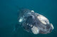Southern Right Whale Argentina Wall Decal
