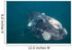 Southern Right Whale Argentina Wall Decal