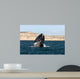 Southern Right Whale Breaching Wall Decal Design 1
