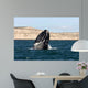 Southern Right Whale Breaching Wall Decal Design 1