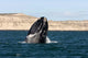 Southern Right Whale Breaching Wall Decal Design 1