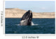 Southern Right Whale Breaching Wall Decal Design 1