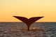 Tail Fluke Southern Right Wall Decal Design 5