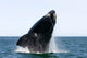 Adult Southern Right Whale Wall Decal Design 11