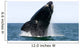 Adult Southern Right Whale Wall Decal Design 11
