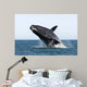 Adult Southern Right Whale Wall Decal Design 10