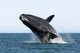 Adult Southern Right Whale Wall Decal Design 10