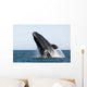 Adult Southern Right Whale Wall Decal Design 8