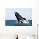 Adult Southern Right Whale Wall Decal Design 8