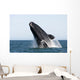 Adult Southern Right Whale Wall Decal Design 8