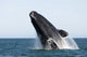 Adult Southern Right Whale Wall Decal Design 8