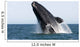 Adult Southern Right Whale Wall Decal Design 8