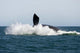 Adult Southern Right Whale Wall Decal Design 7