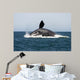 Adult Southern Right Whale Wall Decal Design 6