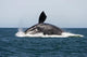 Adult Southern Right Whale Wall Decal Design 6