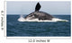 Adult Southern Right Whale Wall Decal Design 6