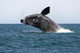 Adult Southern Right Whale Wall Decal Design 5