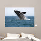 Adult Southern Right Whale Wall Decal Design 4