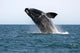 Adult Southern Right Whale Wall Decal Design 4