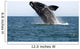 Adult Southern Right Whale Wall Decal Design 4