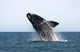 Adult Southern Right Whale Wall Decal Design 3