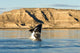 Southern Right Whale Calf Wall Decal Design 3