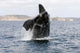 Southern Right Whale Calf Wall Decal Design 2