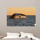 Adult Southern Right Whale Wall Decal Design 2