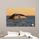 Adult Southern Right Whale Wall Decal Design 2