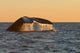 Adult Southern Right Whale Wall Decal Design 2