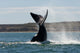 Southern Right Whale Slaps Wall Decal Design 3