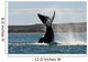 Southern Right Whale Slaps Wall Decal Design 3
