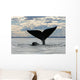 Southern Right Whale Slaps Wall Decal Design 2