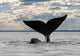 Southern Right Whale Slaps Wall Decal Design 2