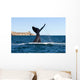 Southern Right Whale Slaps Wall Decal Design 1
