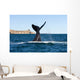 Southern Right Whale Slaps Wall Decal Design 1