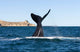 Southern Right Whale Slaps Wall Decal Design 1