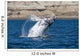 Southern Right Whale White Wall Decal Design 2