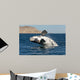 Southern Right Whale White Wall Decal Design 1
