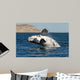 Southern Right Whale White Wall Decal Design 1