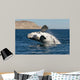 Southern Right Whale White Wall Decal Design 1