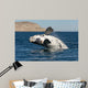 Southern Right Whale White Wall Decal Design 1