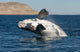 Southern Right Whale White Wall Decal Design 1