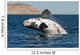 Southern Right Whale White Wall Decal Design 1