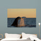 Adult Southern Right Whale Wall Decal Design 1