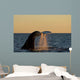Adult Southern Right Whale Wall Decal Design 1